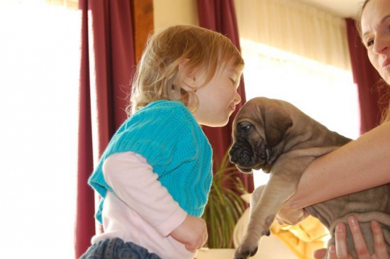Fila Brasileiro szczenięta z rodowodem